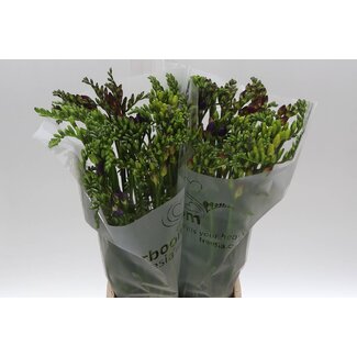 Freshy Single-flowered Freesia Mixed Extra | Colour: Mixed Colours | Length ± 54 centimetre | Per 50 stems fresh flowers