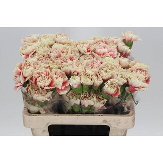 Freshy Korte Anjer “Merletto Salmon” | Kleur: Gemengde Kleuren | Lengte ± 55 centimeter | Per 20 verse bloemen
