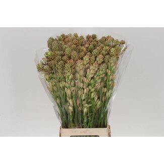 Freshy Polianthes Tuberosa Tuberoos | Kleur: Wit | Lengte ± 80 centimeter | Per 10 stelen verse bloemen