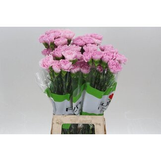 Freshy Long Carnation “Funza Deep Faith” | Colour: Pink | Length ± 70 centimetre | Per 20 fresh flowers