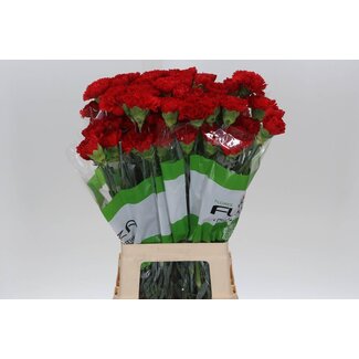 Freshy Œillet long “Funza Red Marthe” | Couleur: Rouge | Longueur ± 70 centimètre | Par 20 fleurs fraîches