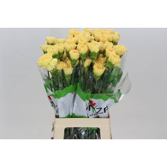 Freshy Long Carnation “Funza Golden Gate” | Colour: Yellow | Length ± 70 centimetre | Per 20 fresh flowers