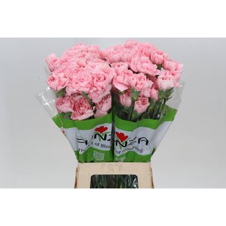 Freshy Long Carnation "Funza Pink Cute" | Colour: Pink | Length ± 70 centimetre | Per 20 fresh flowers
