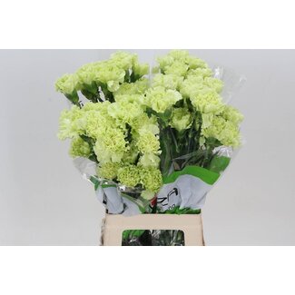 Freshy Lange Nelke “Funza Emerald Green” | Farbe: Grün | Länge ± 70 centimeter | Pro 20 frische Blumen