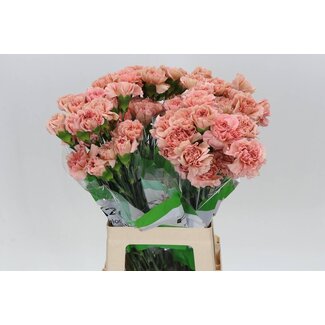 Freshy Long Carnation “Funza Caramel” | Colour: Orange Pink | Length ± 70 centimetre | Per 20 fresh flowers