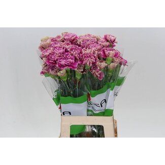 Freshy Long Carnation “Funza Antiqua” | Colour: Green | Length ± 70 centimeter | Per 20 fresh flowers