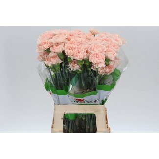 Freshy Long Carnation “Funza Peach Novia” | Colour: Peach | Length ± 70 centimetre | Per 20 fresh flowers