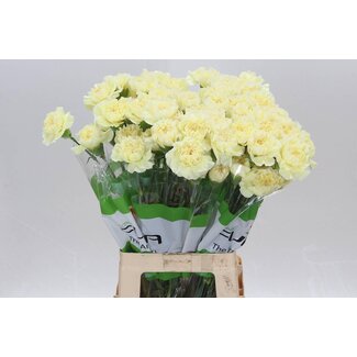 Freshy Long Carnation “Funza Polimia” | Colour: Mixed Colours | Length ± 70 centimetre | Per 20 fresh flowers