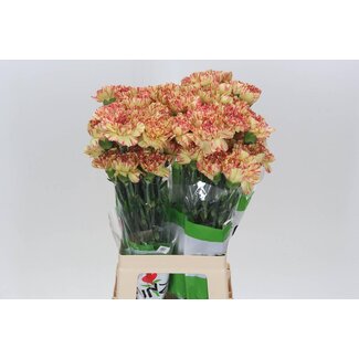 Freshy Lange Nelke “Funza Salamandra” | Farbe: Gemischte Farben | Länge ± 70 centimeter | Pro 20 frische Blumen