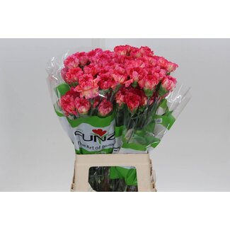 Freshy Long Carnation “Funza Spritz Arancio” | Colour: Pink | Length ± 70 centimeter | Per 20 fresh flowers