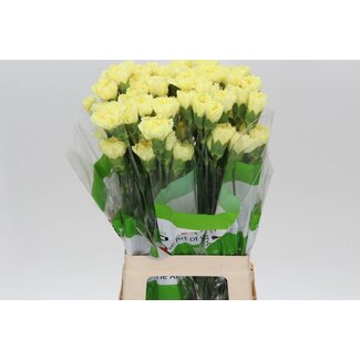 Freshy Long Carnation “Funza Hermes Yellow” | Colour: Yellow | Length ± 70 centimeter | Per 20 fresh flowers