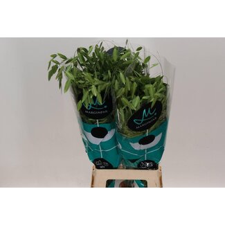 Freshy Chasmanthium Latifolium Waldliebegras “Mantis” | Farbe: Grün | Länge ± 80 centimeter | Pro 50 Stiele Ziergras