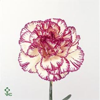 Freshy Korte Anjer “Extravaganza” | Kleur: Wit Paars | Lengte ± 55 centimeter | Per 20 verse bloemen