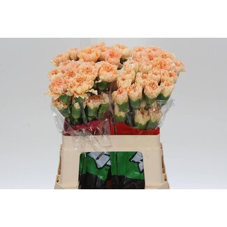 Freshy Short Carnation “Gold Crimea” | Colour: Yellow | Length ± 55 centimetre | Per 20 fresh flowers