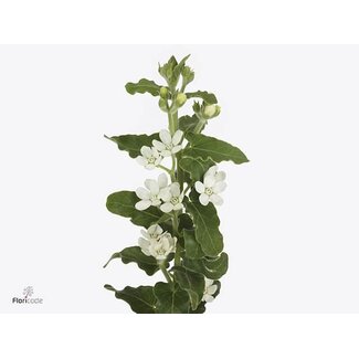 Freshy Oxypetalum Coeruleum “Perfect White Harmony” | Kleur: Wit | Lengte ± 55 centimeter | Per 20 stelen verse bloemen