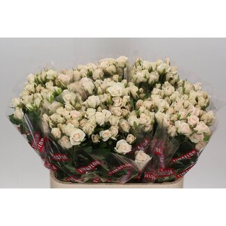 Freshy Trosroos “Royal Porcelina” | Kleur: Wit | Lengte ± 80 centimeter | Per 10 rozen