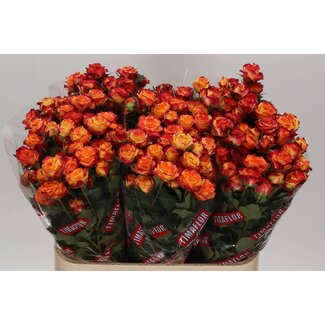 Freshy Rose en grappe “Land Of Fire” | Couleur: Jaune Rouge | Longueur ± 80 centimètre | Par 10 roses