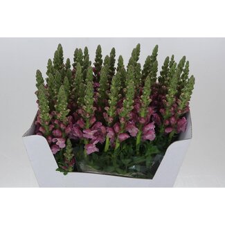 Freshy Antirrhinum Snapdragon “Costa Summer Lavender” | Colour: Pink | Length ± 70 centimeter | Per 10 fresh flowers