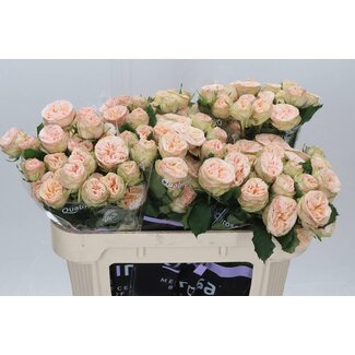 Freshy Spray rose “Gentle Trendsetter” | Colour: Orange Pink | Length ± 70 centimetre | Per 10 roses