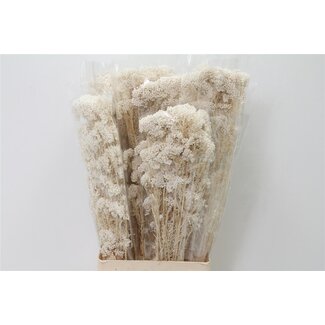 Freshy Ozothamnus Pale Strawflower Bleached | Colour: White | Length ± 50 centimetre | Per 5 bunches