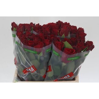 Freshy Roses “Upper Class” | Colour: Red | Length ± 40 centimetre | Per 20 roses