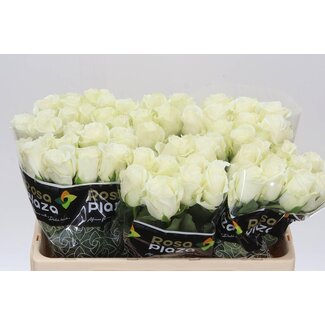 Freshy Roses “Alpe D’Huez” | Couleur: Blanc | Longueur ± 50 centimeter | Par 20 roses