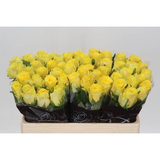 Freshy Rozen “Good Times” | Kleur: Geel | Lengte ± 50 centimeter | Per 20 rozen