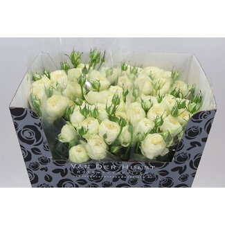 Freshy Trosrose “Ayala” | Farbe: Weiß | Länge ± 70 centimeter | Pro 10 Rosen