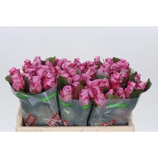 Freshy Roses “Maritim” | Colour: Purple | Length ± 50 centimetre | Per 20 roses