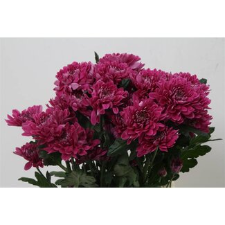 Freshy Chrysanthème en grappes Chrysanthème “Fabienne Purple” | Couleur: Violet | Longueur ± 70 centimeter | Par 10 tiges de fleurs fraîches