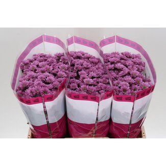 Freshy Chrysanthemum Chrysant Santini “Krissi” | Kleur: Paars | Lengte ± 55 centimeter | Per 25 stelen verse bloemen