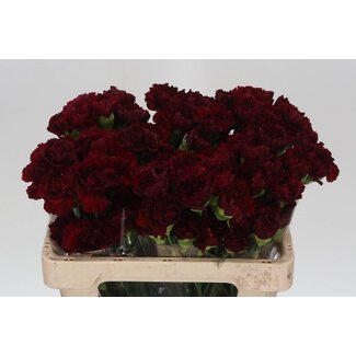 Freshy Korte Anjer “Zurigo” | Kleur: Rood | Lengte ± 55 centimeter | Per 20 verse bloemen