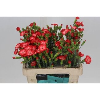 Freshy Œillet en grappes hollandais à fleurs simples “Solomio Clif” | Couleur: Rouge | Longueur ± 60 centimeter | Par 30 fleurs fraîches