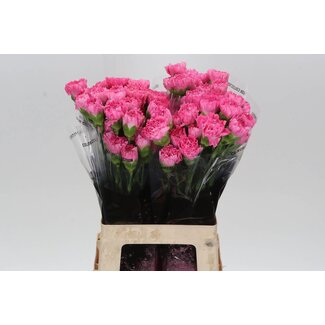 Freshy Long Carnation “Tonic Golem” | Colour: Pink | Length ± 65 centimetre | Per 20 fresh flowers
