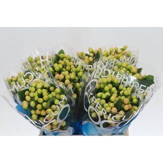 Freshy Hypericum Millepertuis “Coco Gelato” | Couleur: Brun | Longueur ± 40 centimeter | Par 20 branches