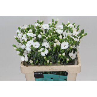 Freshy Single-flowered Dutch spray carnation “Soland Calmfly” | Colour: White | Length ± 60 centimetre | Per 30 fresh flowers