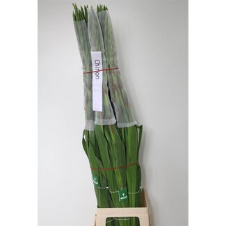 Freshy Grootbloemige Gladiool “Chinon” | Kleur: Rood | Lengte ± 110 centimeter | Per 10 verse bloemen