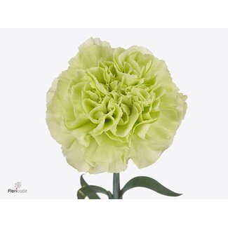Freshy Hollandse Anjer “Happy Claro” | Kleur: Groen | Lengte ± 60 centimeter | Per 20 verse bloemen