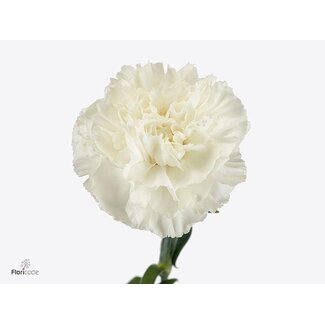 Freshy Hollandse Anjer “Maruchi Bianco” | Kleur: Wit | Lengte ± 60 centimeter | Per 20 verse bloemen