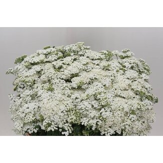 Freshy Achillea Millefolium Duizendblad “White Beauty” | Kleur: Wit | Lengte ± 80 centimeter | Per 20 stelen verse bloemen