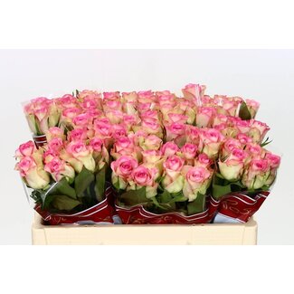 Freshy Roses “Lovely Jewel” | Couleur: Rose | Longueur ± 50 centimeter | Par 20 roses