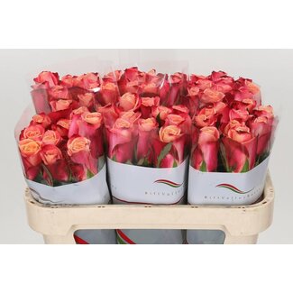 Freshy Roses “Helene” | Colour: Pink | Length ± 70 centimetre | Per 20 roses