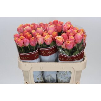 Freshy Rosen “Melange” | Farbe: Orange Rosa | Länge ± 70 centimeter | Pro 20 Rosen