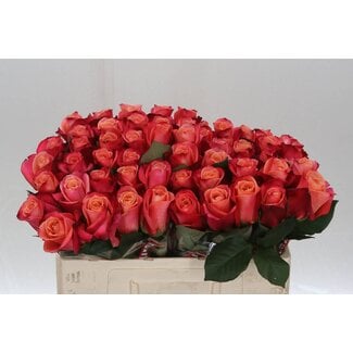 Freshy Roses “Helene” | Colour: Pink | Length ± 50 centimetre | Per 20 roses