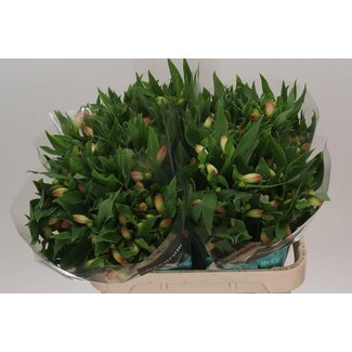 Freshy Alstroemeria Incalelie “True Dream” | Couleur: Rose | Longueur ± 75 centimeter | Par 10 tiges de fleurs fraîches