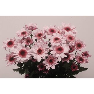 Freshy Spray chrysanthemum Chrysanthemum “Stresa” | Colour: White Pink | Length ± 70 centimetre | Per 10 stems fresh flowers