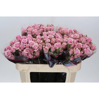 Freshy Spray rose “Leila” | Colour: Purple | Length ± 70 centimetre | Per 10 roses