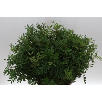 Freshy Pistacia Mastixbaum Select | Kleur: Grün | Länge ± 50 centimeter | Pro 5 Büsche