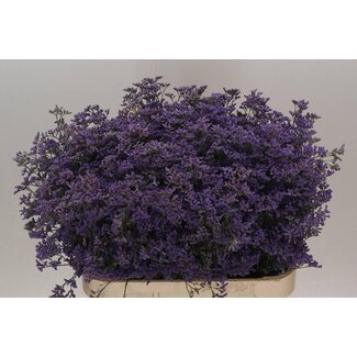 Freshy Limonium Safora “Bleu classique” | Couleur: Bleu | Longueur ± 80 centimeter | Par 25 tiges de fleurs fraîches