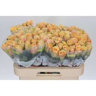 Freshy Roses “Alchemy” | Couleur: Orange | Longueur ± 60 centimeter | Par 20 roses